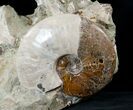 Stunning Tall Ammonite Cluster - #14553-3